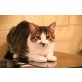 Charly, Charly hofft auf seine Familie - Kater