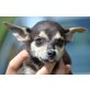 Charly, Chihuahua - Rüde