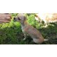 Charly, Chihuahua kurzhaariger Schlag Welpen - Rüde