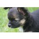 Charly, Chihuahua langhaariger Schlag - Rüde