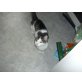 Charly, Europäische Kurzhaarkatze - Kater