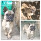 Charly, Französische Bulldogge - Rüde