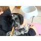 Charly, Frodo, Felix, Paul und Januk, Cockerspaniel Welpen - Rüde