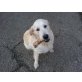 Charly, Golden Retriever - Rüde