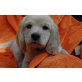 Charly, Golden Retriever, Spaniel und Spitz Welpen - Rüde