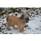 Charly, Griffon Bruxellois - Rüde