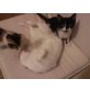 Charly, Hauskatze - Kater