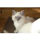 Charly, Heilige Birma - Kater