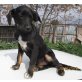Charly, Kleiner Charly sucht Familie - Rüde