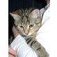Charly, Liebevoller und ausgeglichener Tiger - Kater