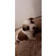 Charly, Malteser-Jack russel Welpen - Rüde