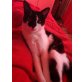 Charly, Normale hauskatze - Kater