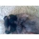Charly, Pekinese Welpen - Rüde