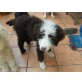 Charly, Perro de Agua Español - Rüde