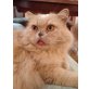 Charly, Perser/Brithisch-Langhaarmix - Kater