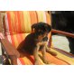 Charly - Rüde