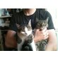 Charly (hell) Tigger (dunkel), Hauskatze - Kater