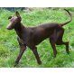 Charly in Deutschland-ein Schatz auf ..., Podenco Mix Welpen - Rüde