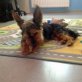 Charly in Deutschland sucht ein Zuhause, Mischling - Rüde
