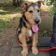 Charly sucht Liebe,Geduld,Konsequenz 🙏, Welsh-Terrier-Mischling Welpen - Rüde