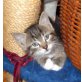 Charly und Miekesch, Perser Mix - Kater