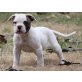 Charmant American Bulldog Welpen zu verkaufe, American Bulldog - Hündin