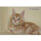 Charming Lynx, Maine Coon - Kater