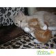 Chartreux/Hauskatzen-Mix - Kater