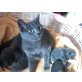 Chartreux - Kater