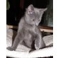 Chartreux - Kater