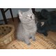 Chartreux - Kater
