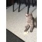 Chartreux - Kater