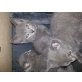 Chartreux - Kater