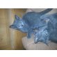 Chartreux - Kater