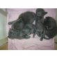 Chartreux - Kater