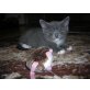 Chartreux - Kater