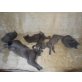 Chartreux - Kater