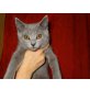 Chartreux - Kater