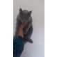 Chartreux - Kater