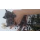 Chartreux - Kater