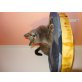 Chartreux - Kater