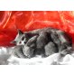 Chartreux - Kater