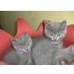 Chartreux - Katze