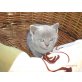 Chartreux - Katze