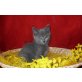 Chartreux - Katze