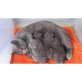 Chartreux - Katze
