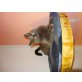 Chartreux - Katze
