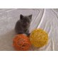 Chartreux - Katze