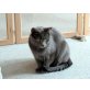 Chartreux Mädchen, Chartreux - Katze