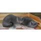 Chartreux Mädchen suchen ein neues Zuhause, Chartreux - Katze